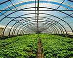 Greenhouse Growing Greenhouse Growing
