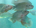 Aquaculture Aquaculture